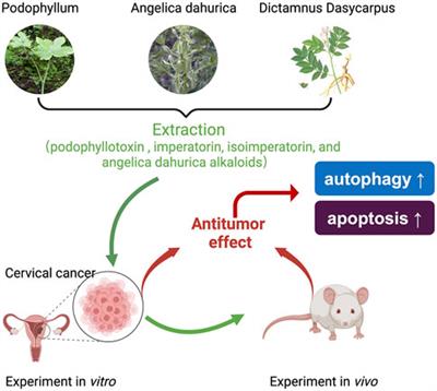 GuiErBai: a potent inhibitor, exhibiting broadly antitumor effect against cervical cancer in vitro and in vivo